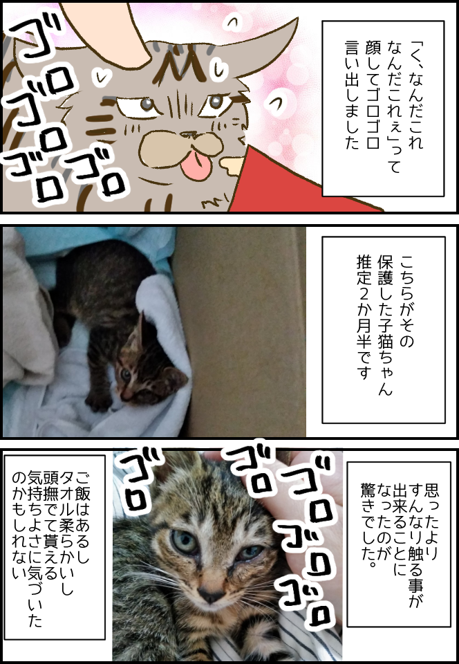 保護猫 思ったよりデレるの早かった と お知らせ 健康主婦のゆるり日和 旧 天使な小悪魔たち Powered By ライブドアブログ
