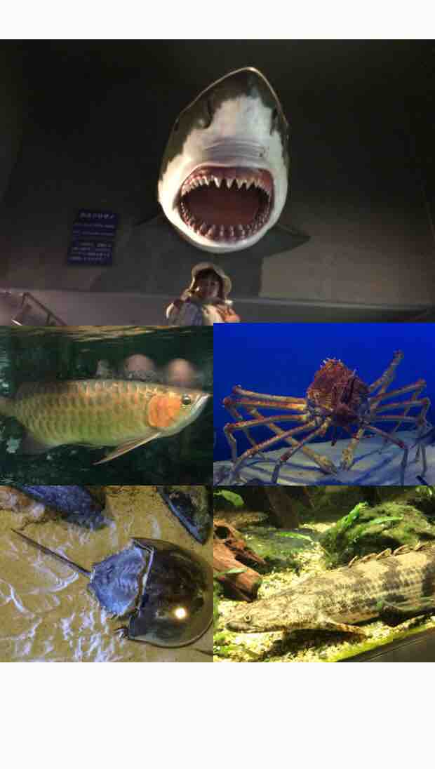 鳥羽水族館 子育てグループ ふくまむ 福井
