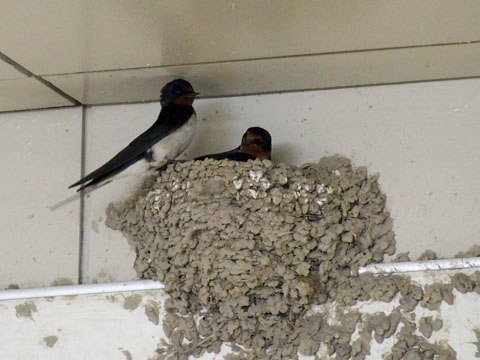 swallow3