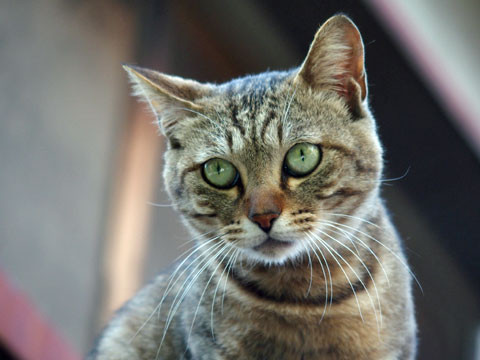 cat2