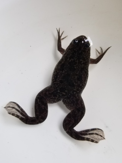 カエル屋さん餌用 アフリカツメガエルFRP水槽 承ります!FRPイケスが出来るまで