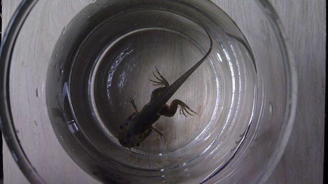 回 しっぽ 手 猫 最終 の カエル の