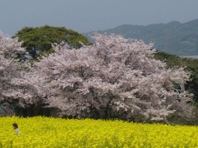 能古島 桜と菜の花を同時に見られる珍しいスポット 11年4月の様子の写真画像 福岡県人の日常 地元情報ブログ