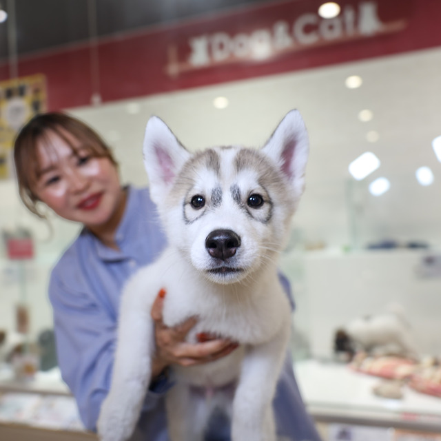 ペッツメイト天神大名店「レア犬祭」福岡市