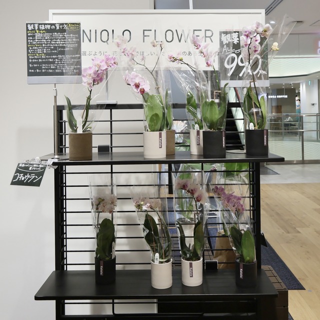 ユニクロ天神店「UNIQLO FLOWER」