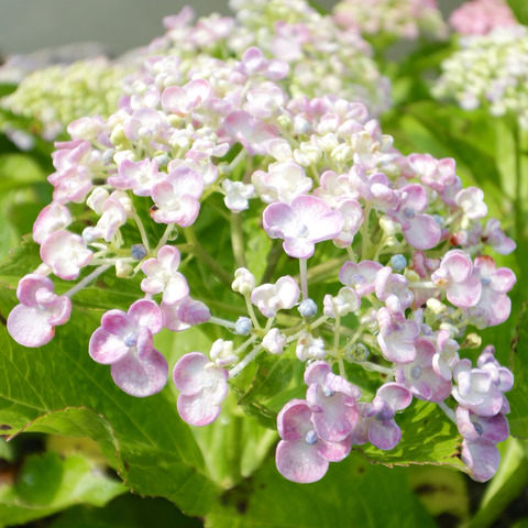 太宰府天満宮の花菖蒲と紫陽花2017