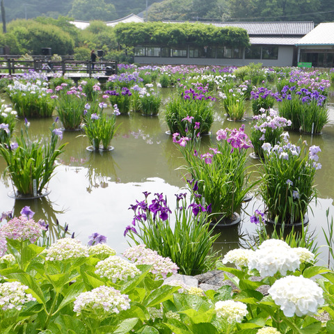 太宰府天満宮の花菖蒲と紫陽花2017