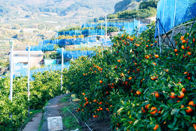 水本オレンジガーデン