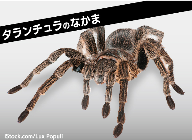 タランチュラのなかま