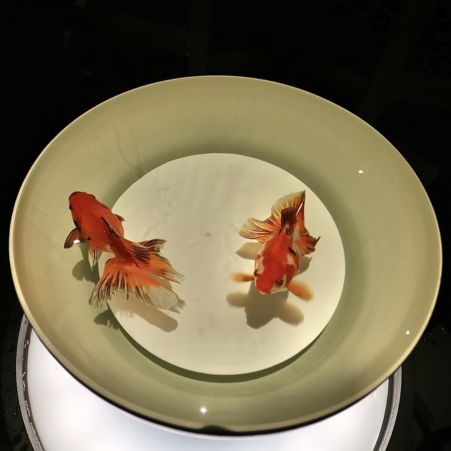 福岡「アートアクアリウム展2021 〜博多・金魚の祭〜」レポート