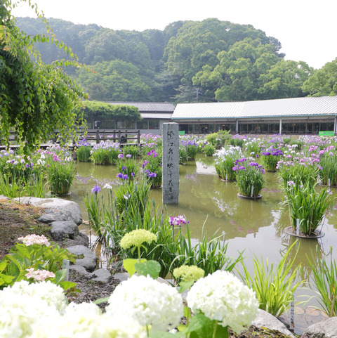 太宰府天満宮の花菖蒲と紫陽花2017