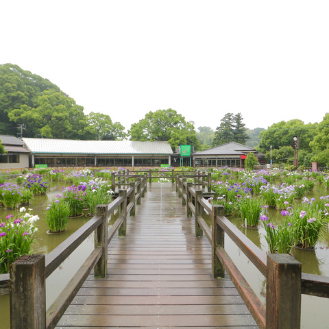 太宰府天満宮の花菖蒲と紫陽花2017