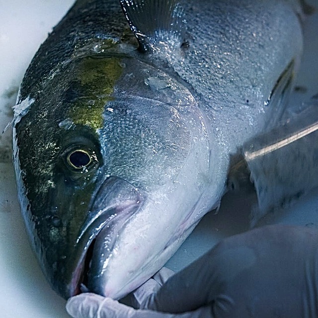Fishlle！フィシュル