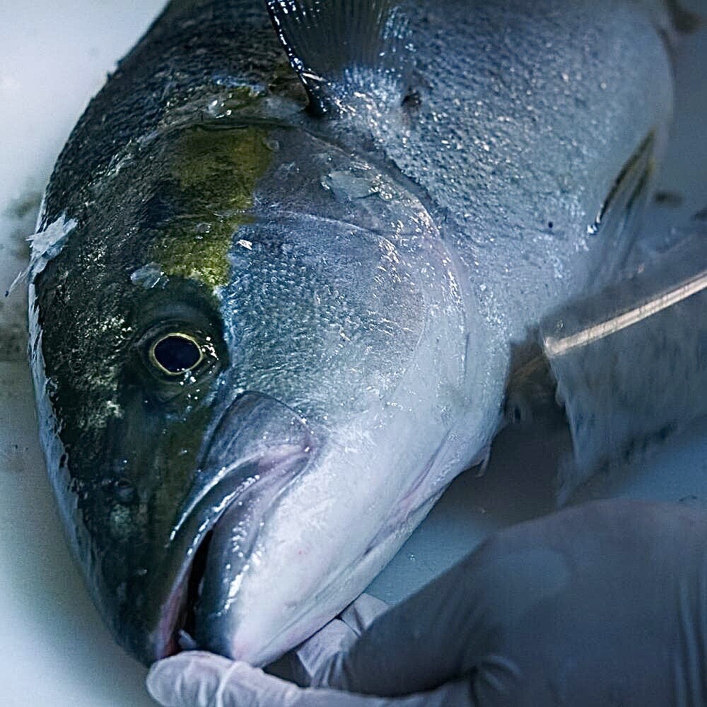 Fishlle フィシュル 通販サイトオープン 福岡県の糸島と志賀島で水揚げされた鮮魚を使用したミールキットを販売 フクオカーノ Fishlle フィシュル 通販サイトオープン 福岡県の糸島と志賀島で水揚げされた鮮魚を使用したミールキットを販売 フクオカーノ