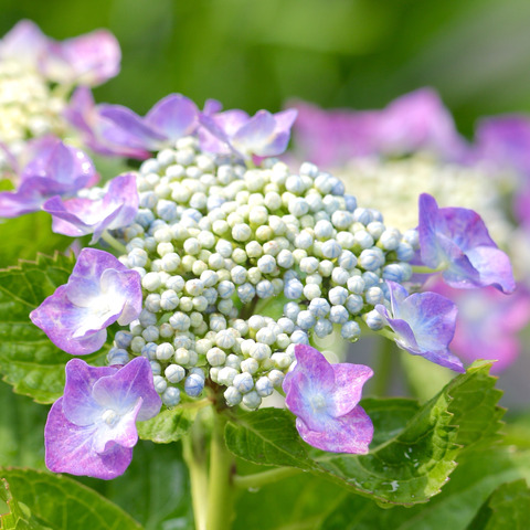 太宰府天満宮の花菖蒲と紫陽花2017