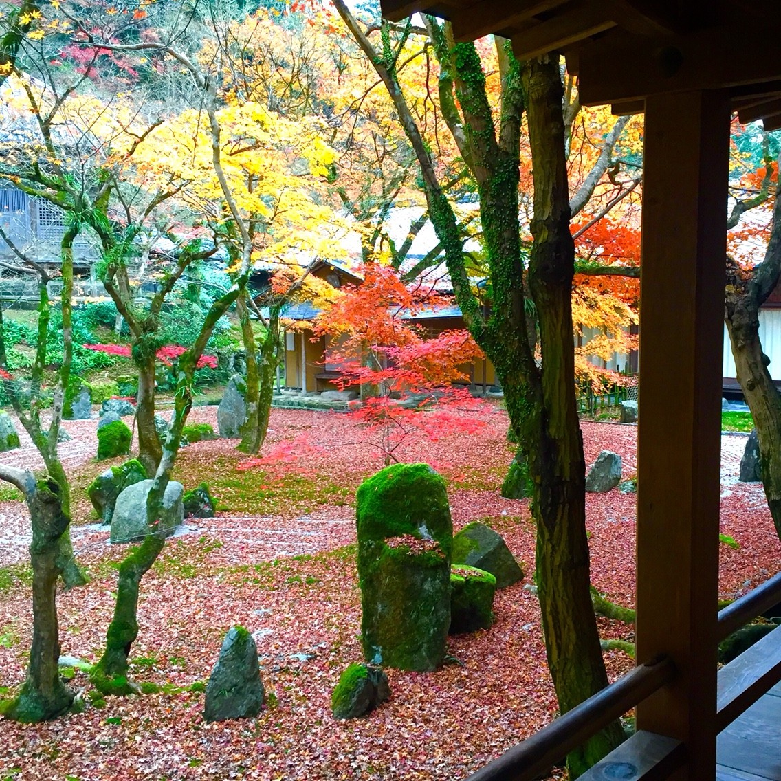 太宰府市 光明禅寺 15年の紅葉 今年もきれいに色づきましたが 暖冬のため 色付く前に落ちた葉も多かったようです フクオカーノ 太宰府市 光明禅寺 15年の紅葉 今年もきれいに色づきましたが 暖冬のため 色付く前に落ちた葉も多かったようです フクオカーノ