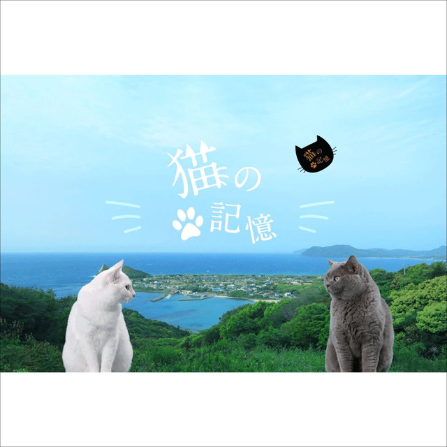 糸島発の映画「猫の記憶」製作クラウドファンディング情報