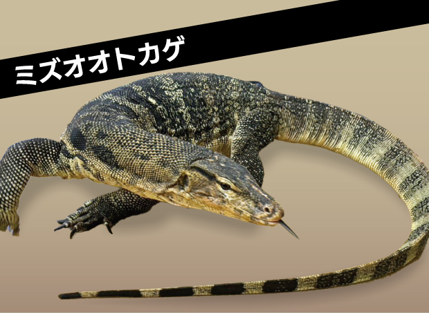 ミズオオトカゲ