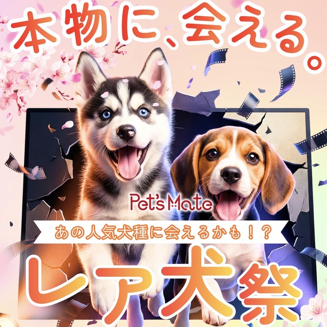 ペッツメイト天神大名店「レア犬祭」福岡市