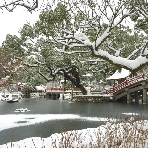 太宰府の大雪。2016年1月