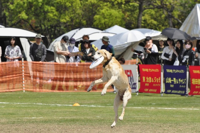 フリスビードッグ