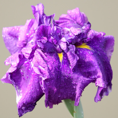 太宰府天満宮の花菖蒲と紫陽花2017