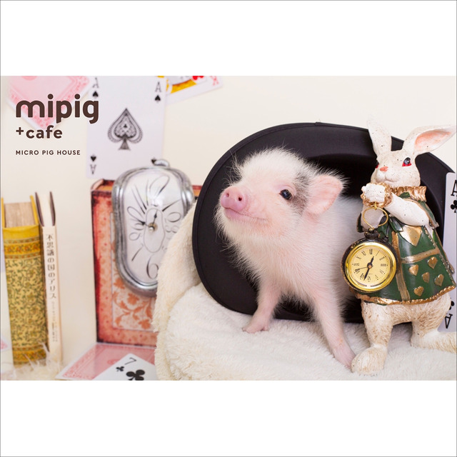 mipig cafe 福岡店（マイピッグカフェ福岡店）