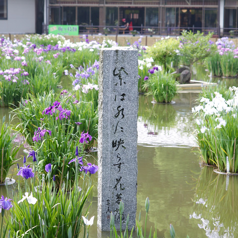 太宰府天満宮の花菖蒲と紫陽花2017