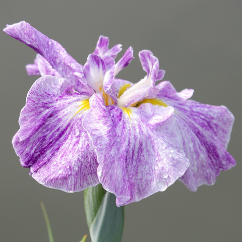太宰府天満宮の花菖蒲と紫陽花2017
