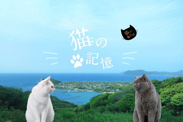 糸島発の映画「猫の記憶」製作クラウドファンディング情報