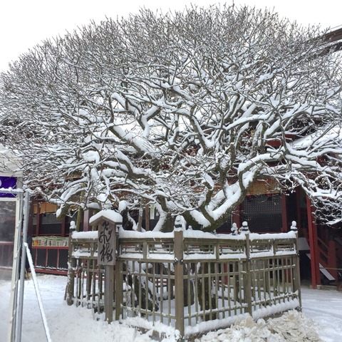 太宰府の大雪。2016年1月