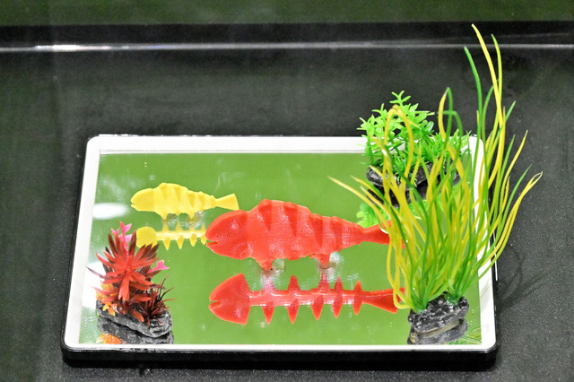 杉原LABO 魚のレントゲン