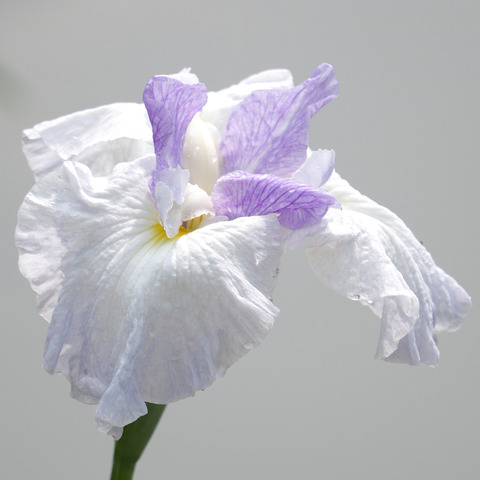 太宰府天満宮の花菖蒲と紫陽花2017