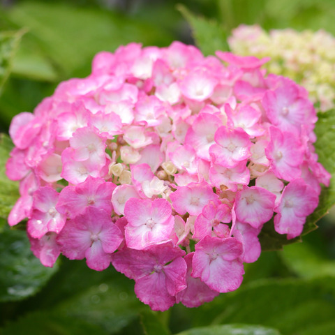 太宰府天満宮の花菖蒲と紫陽花2017