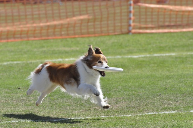 フリスビードッグ