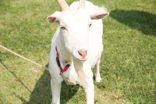 ワンヘルス動物園