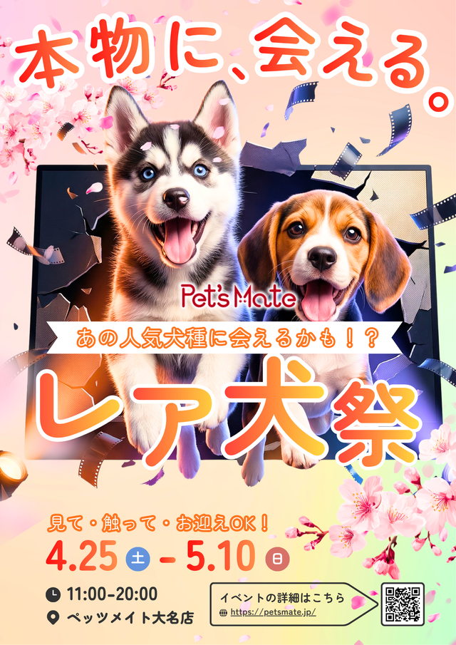 ペッツメイト天神大名店「レア犬祭」福岡市