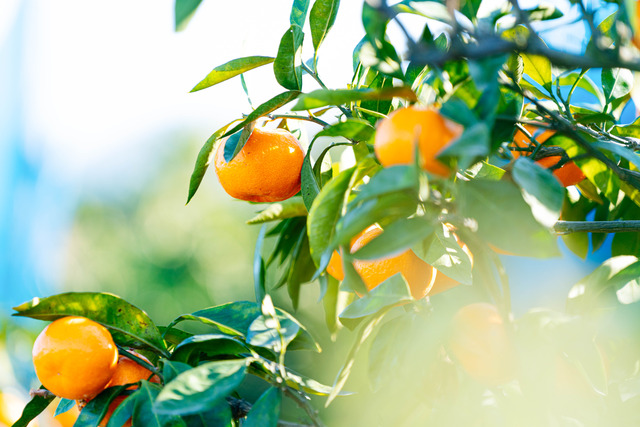 水本オレンジガーデンのみかん