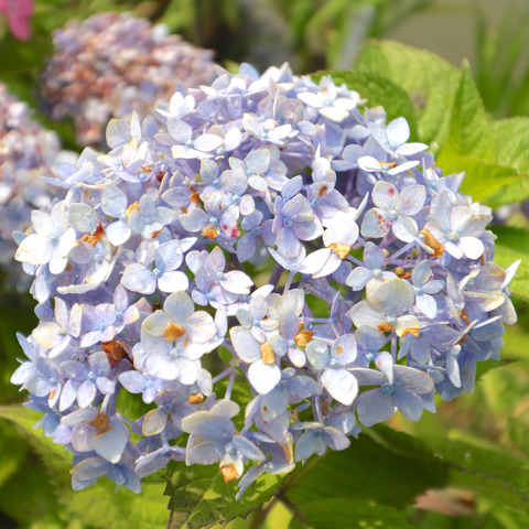 太宰府天満宮の花菖蒲と紫陽花2017