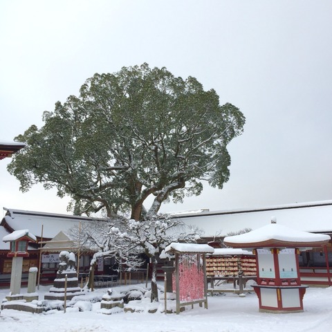 太宰府の大雪。2016年1月