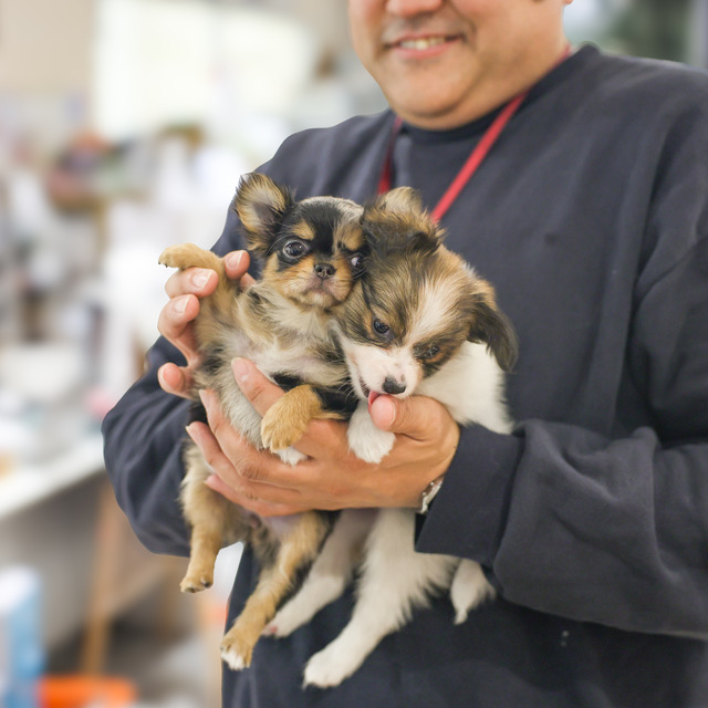 ペッツメイト天神大名店「レア犬祭」福岡市
