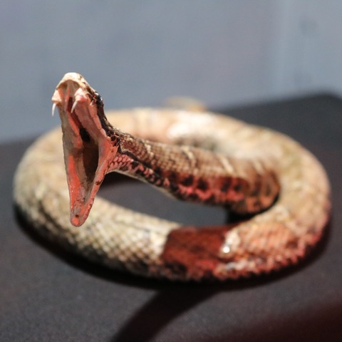 「もうどく展2」福岡パルコの開幕レポート