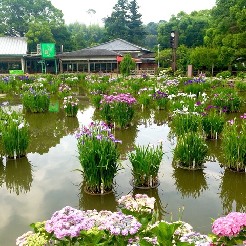 太宰府天満宮の花菖蒲と紫陽花2016