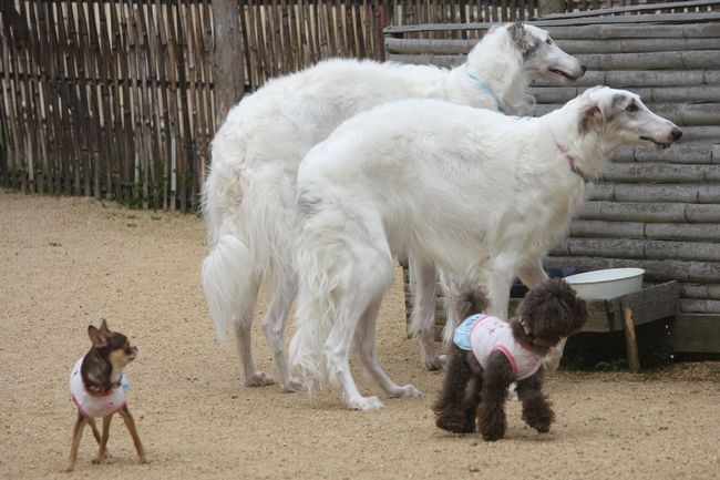 朝倉市大庭 飼育中の大型犬ボルゾイが逃走し 現在も行方不明に 福岡県ニュース速報