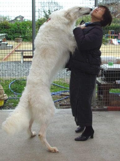 朝倉市大庭 飼育中の大型犬ボルゾイが逃走し 現在も行方不明に 福岡県ニュース速報 朝倉市大庭 飼育中の大型犬ボルゾイが逃走し 現在も行方不明に 福岡県ニュース速報