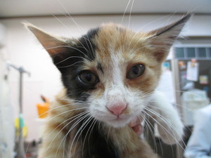 2014_1023_172337-IMG_0004