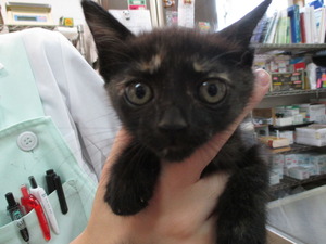 2014_0830_111620-IMG_0011