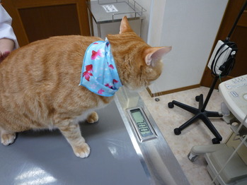 2011_0603_183335-P1020841