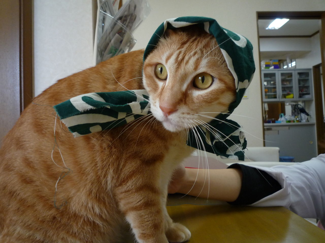 泥棒猫 袋井動物病院日記
