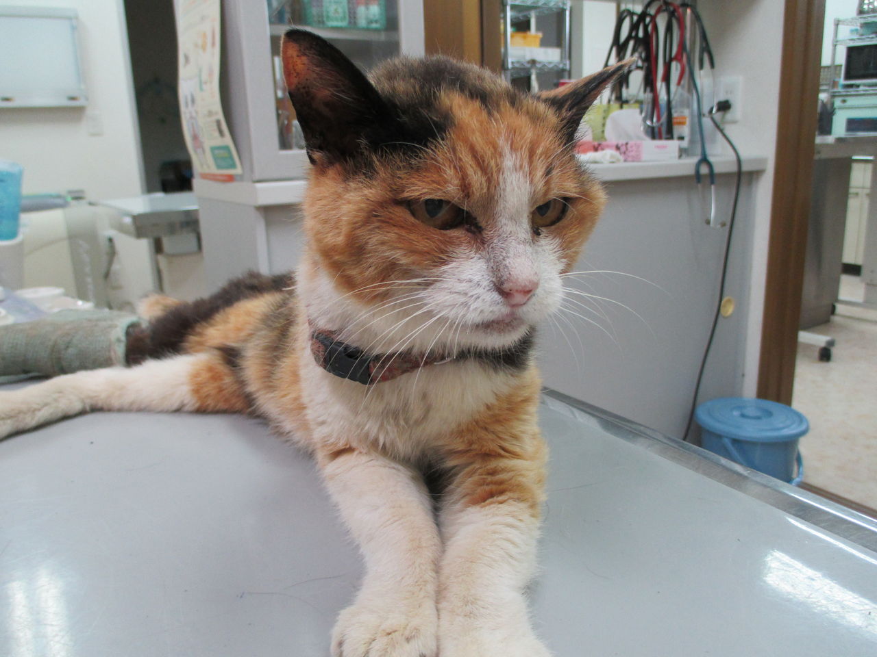迷い猫を保護しました 袋井動物病院日記